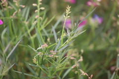 Swainsona campylantha