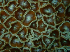 Palythoa heliodiscus