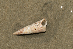 Turritella banksii