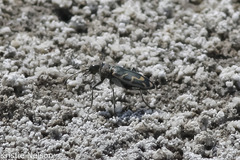 Cicindela tenuicincta