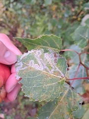 Phyllocnistis populiella