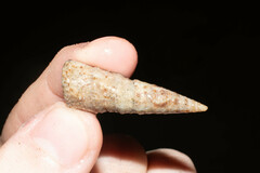 Turritella banksii