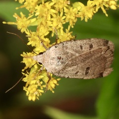 Abagrotis