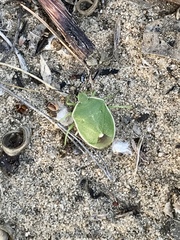 Chlorochroa persimilis