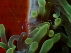 Ancylomenes sarasvati