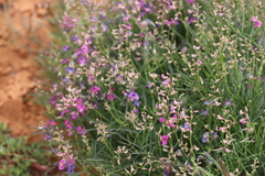 Swainsona campylantha