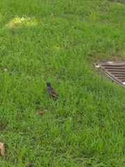 Sturnus vulgaris