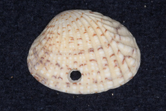 Veneridae