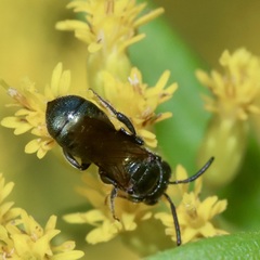 Ceratina calcarata