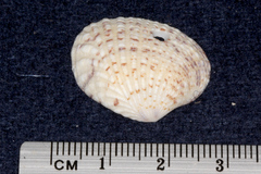 Veneridae