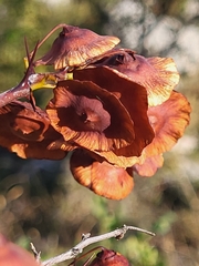 Paliurus spina-christi