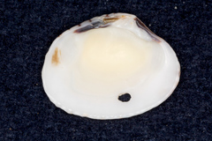 Veneridae