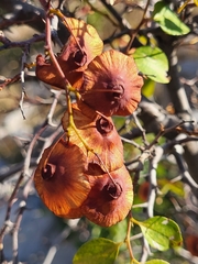 Paliurus spina-christi