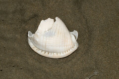 Semicassis centiquadrata