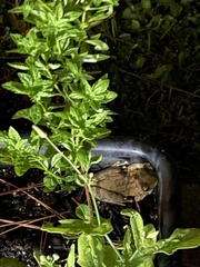 Osteopilus septentrionalis