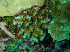 Pocillopora