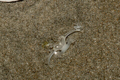 Olivella semistriata