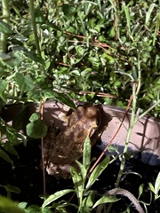 Osteopilus septentrionalis