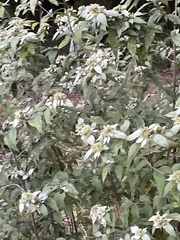 Pycnanthemum albescens