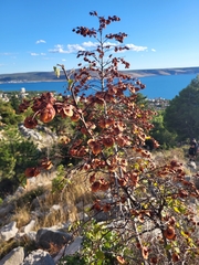 Paliurus spina-christi
