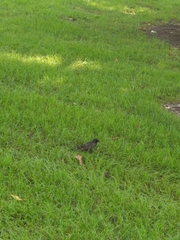 Sturnus vulgaris
