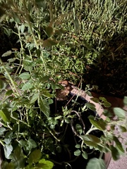 Osteopilus septentrionalis