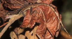 Anolis ocelloscapularis