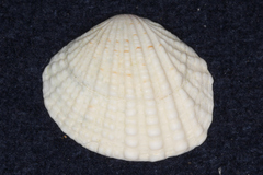 Veneroidea