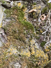 Xanthoria