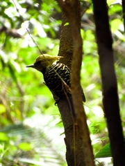 Celeus flavescens