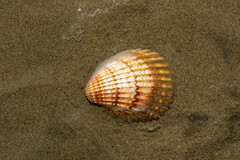 Trachycardium procerum