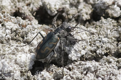 Cicindela tenuicincta