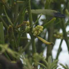 Phoradendron