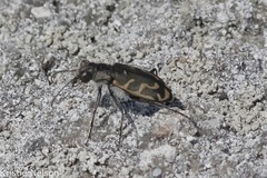 Cicindela tenuicincta