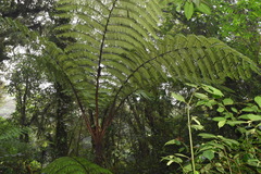 Cyatheaceae