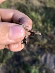 Psinidia fenestralis