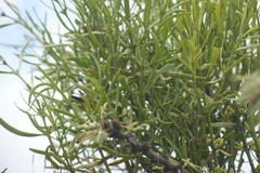 Phoradendron