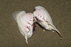 Hysteroconcha lupanaria
