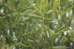 Phoradendron