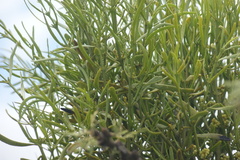Phoradendron