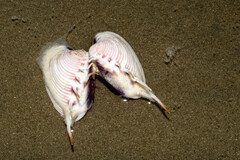 Hysteroconcha lupanaria