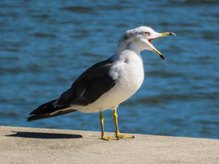Larus crassirostris