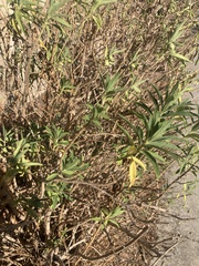 Baccharis salicifolia