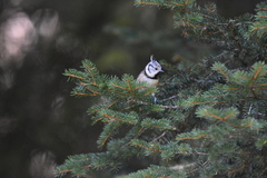 Lophophanes cristatus