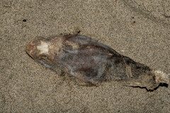 Sphoeroides annulatus