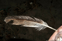 Pelecaniformes
