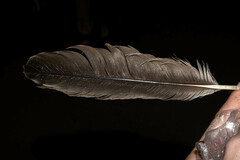 Pelecaniformes