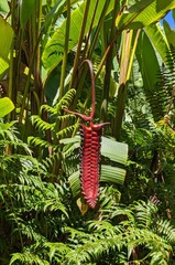 Heliconia mariae
