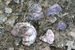 Peziza ellipsospora