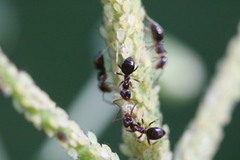 Lasius americanus